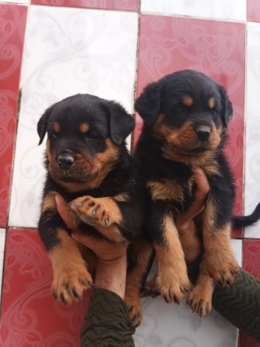 Chiots Rottweiler (mâles et femelles) gratuits