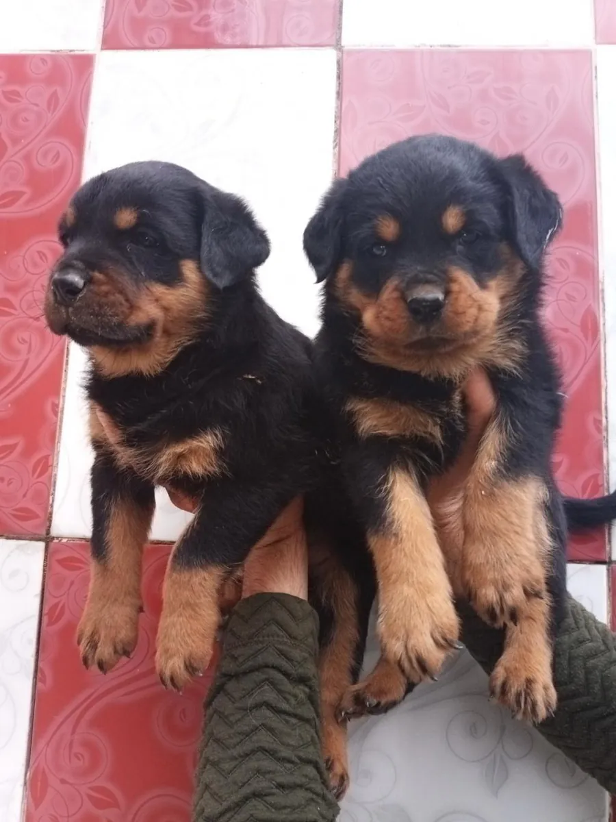 Chiots Rottweiler (mâles et femelles) gratuits