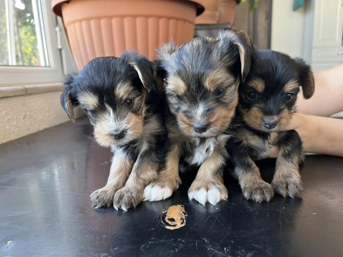 免费赠送约克夏梗幼犬（公母都有）。