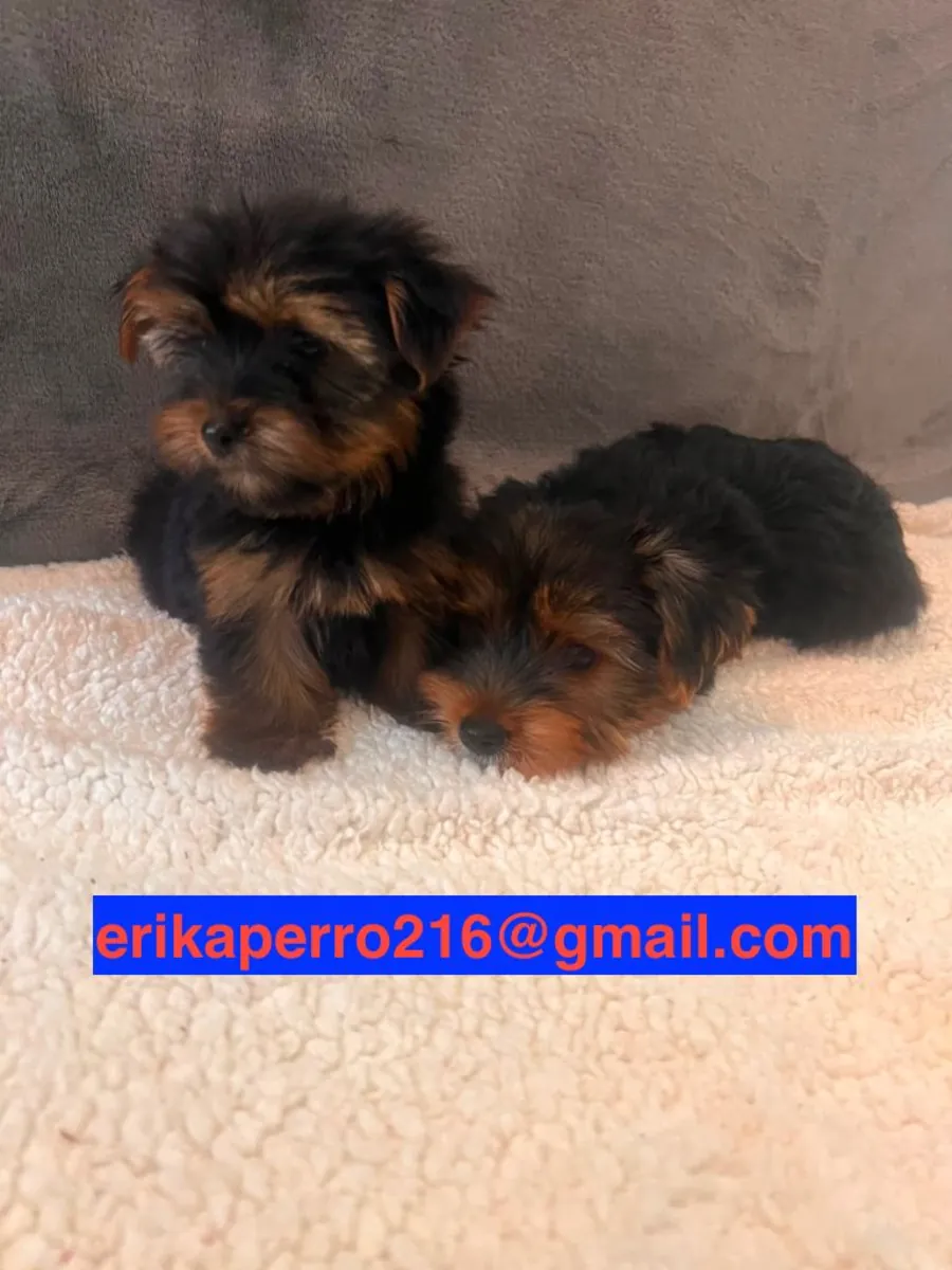 Yorkshire Terrier Puppies (male and female) for gift