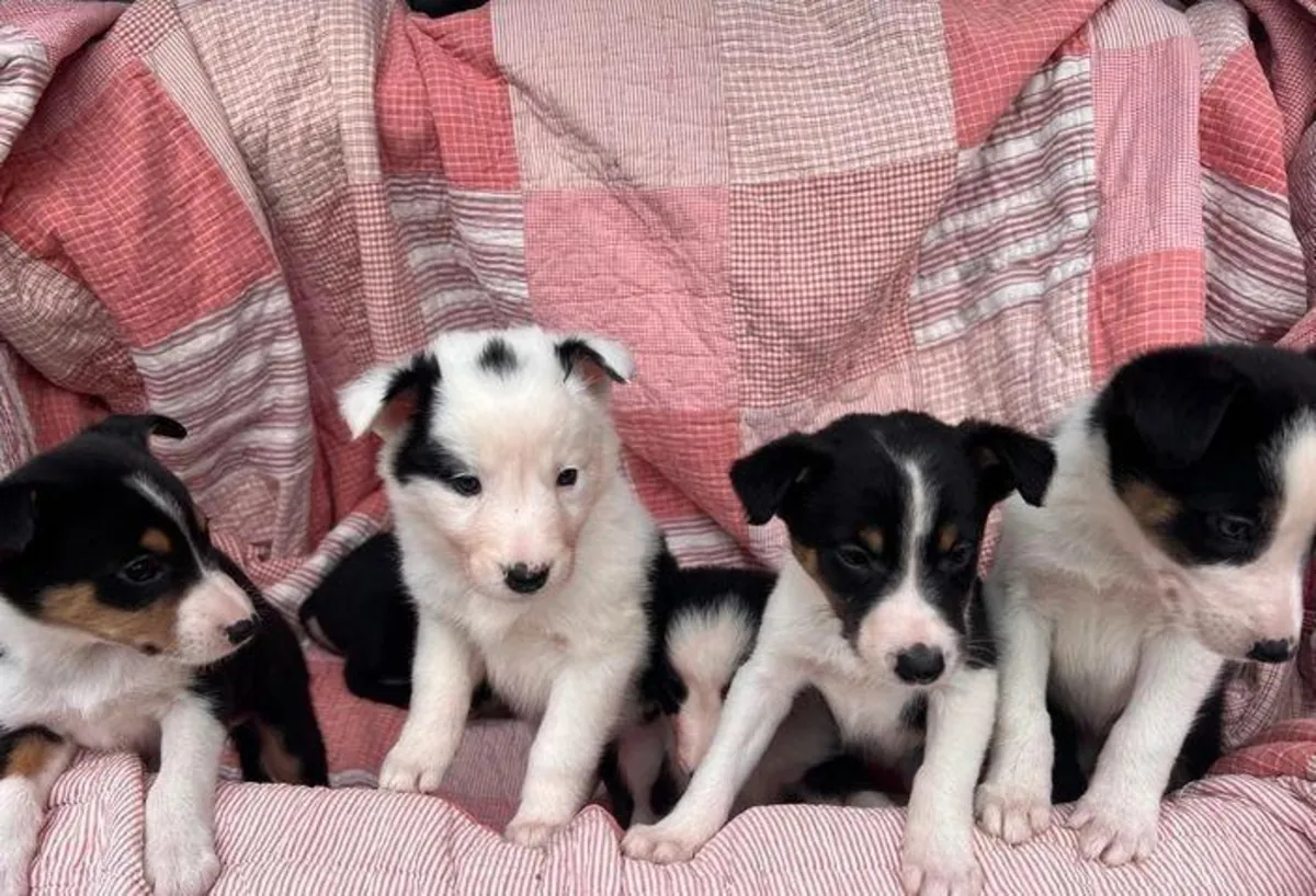 Cachorros Border Collie (macho y hembra) en regalo