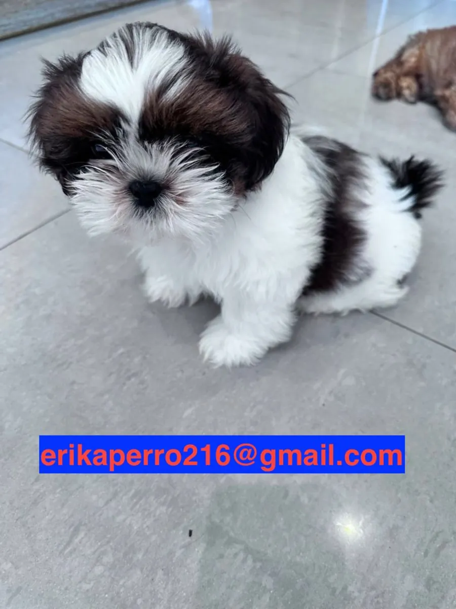 Shih Tzu Yavruları (erkek ve dişi) hediye