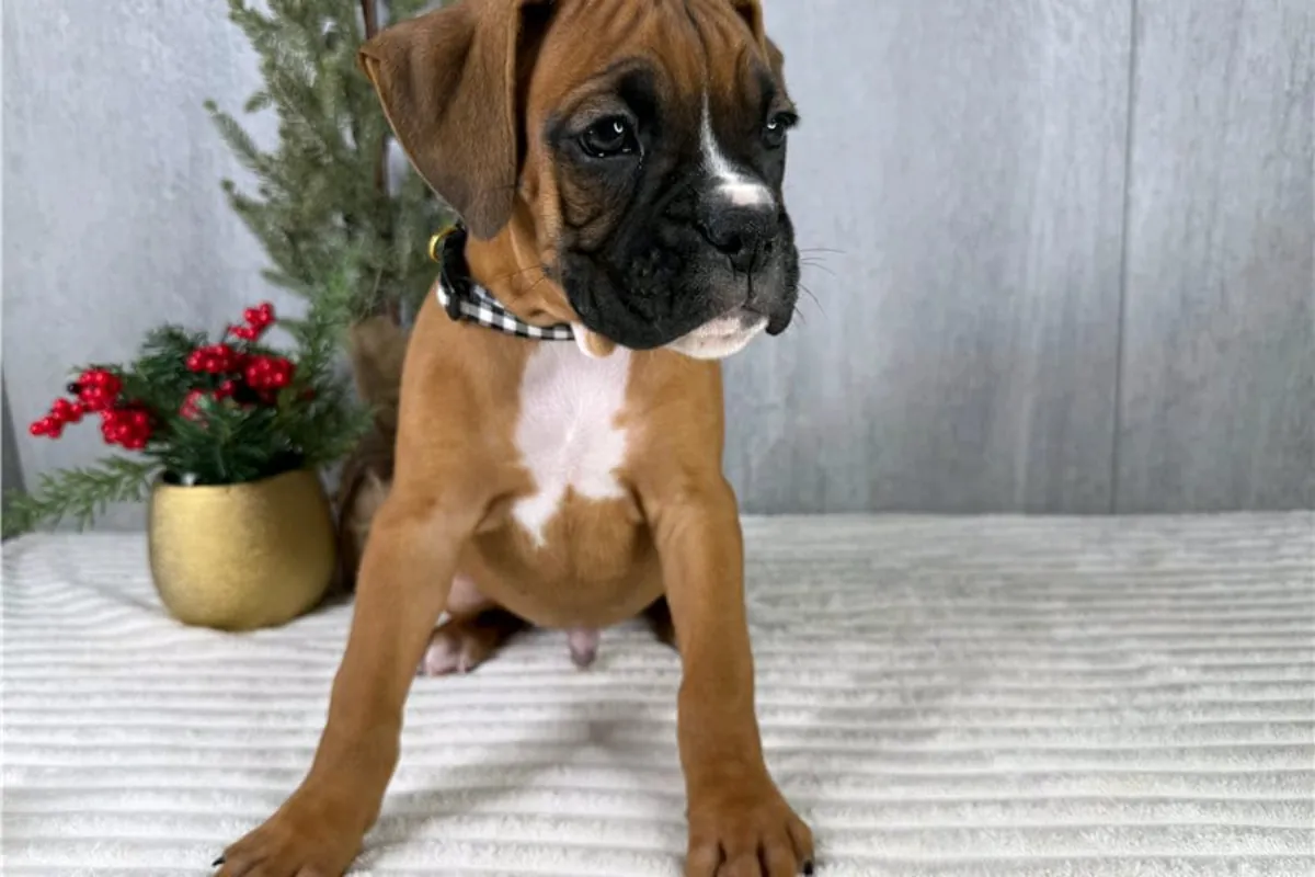 免费赠送拳师犬幼犬（公母都有）。