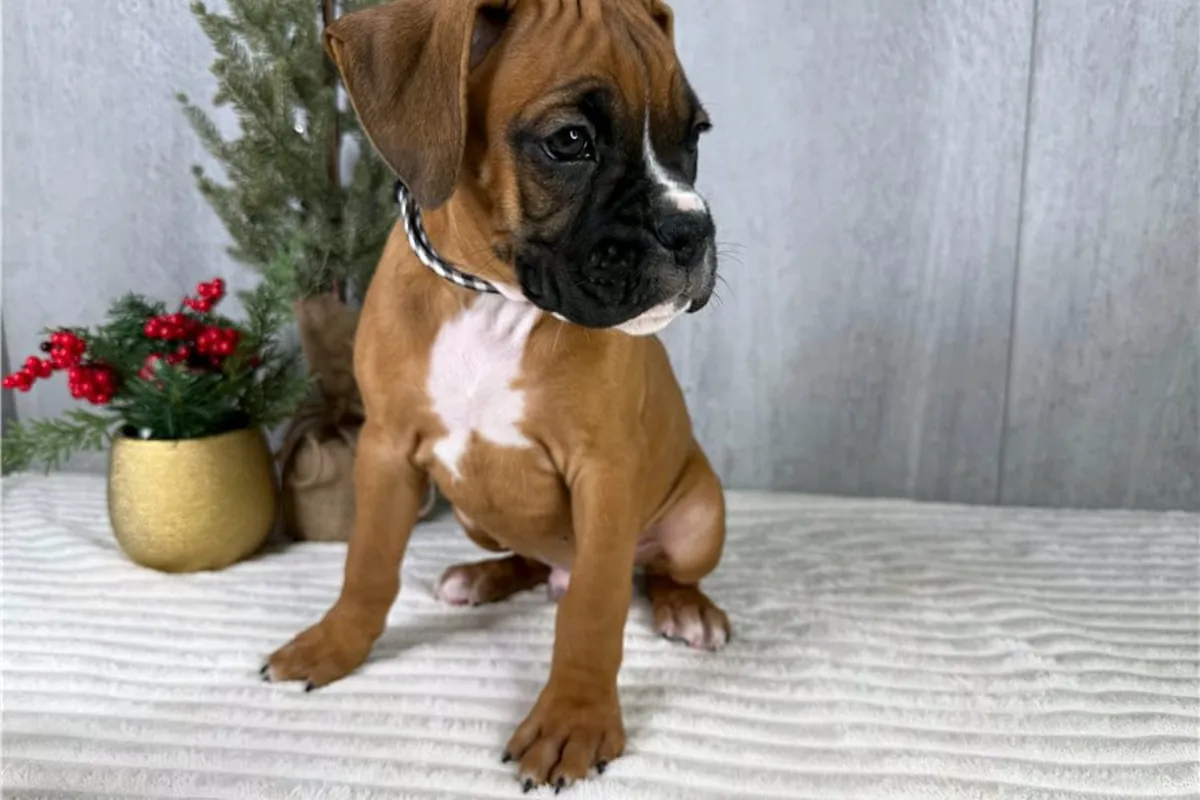 免费赠送拳师犬幼犬（公母都有）。