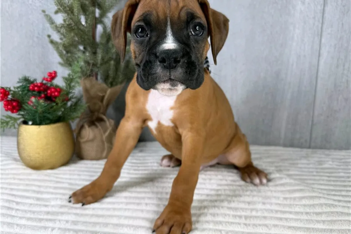 免费赠送拳师犬幼犬（公母都有）。