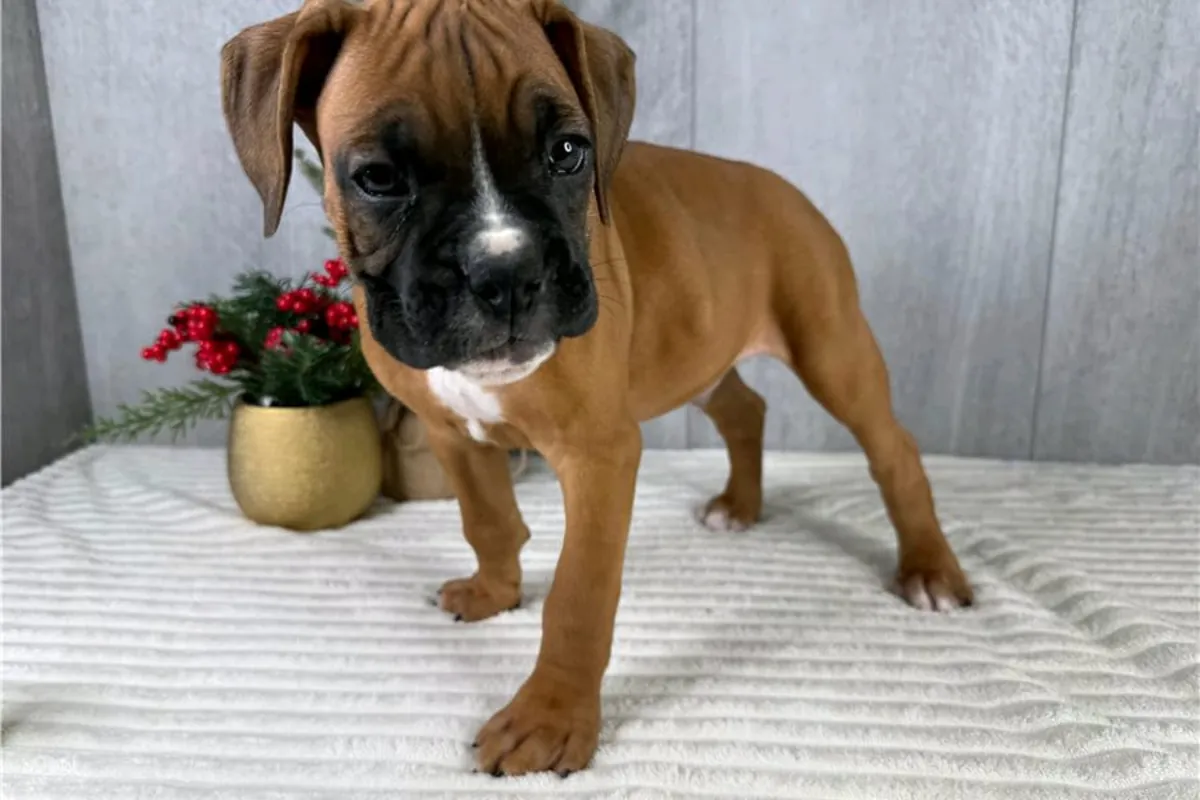 免费赠送拳师犬幼犬（公母都有）。