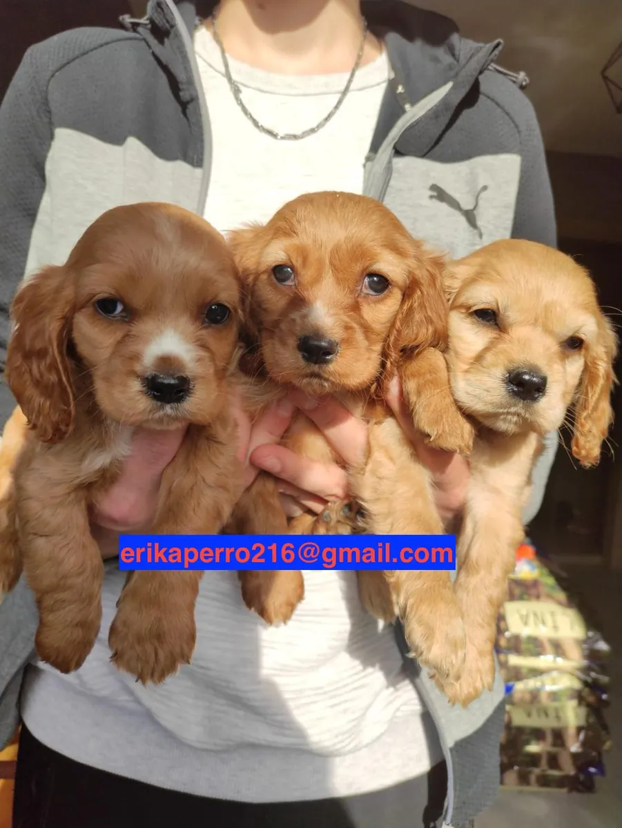 可卡犬幼犬（公犬和母犬）赠送