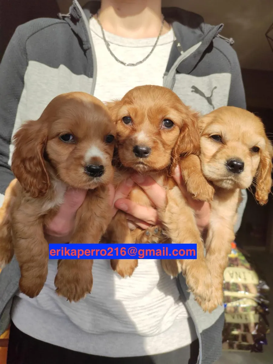 可卡犬幼犬（公犬和母犬）赠送