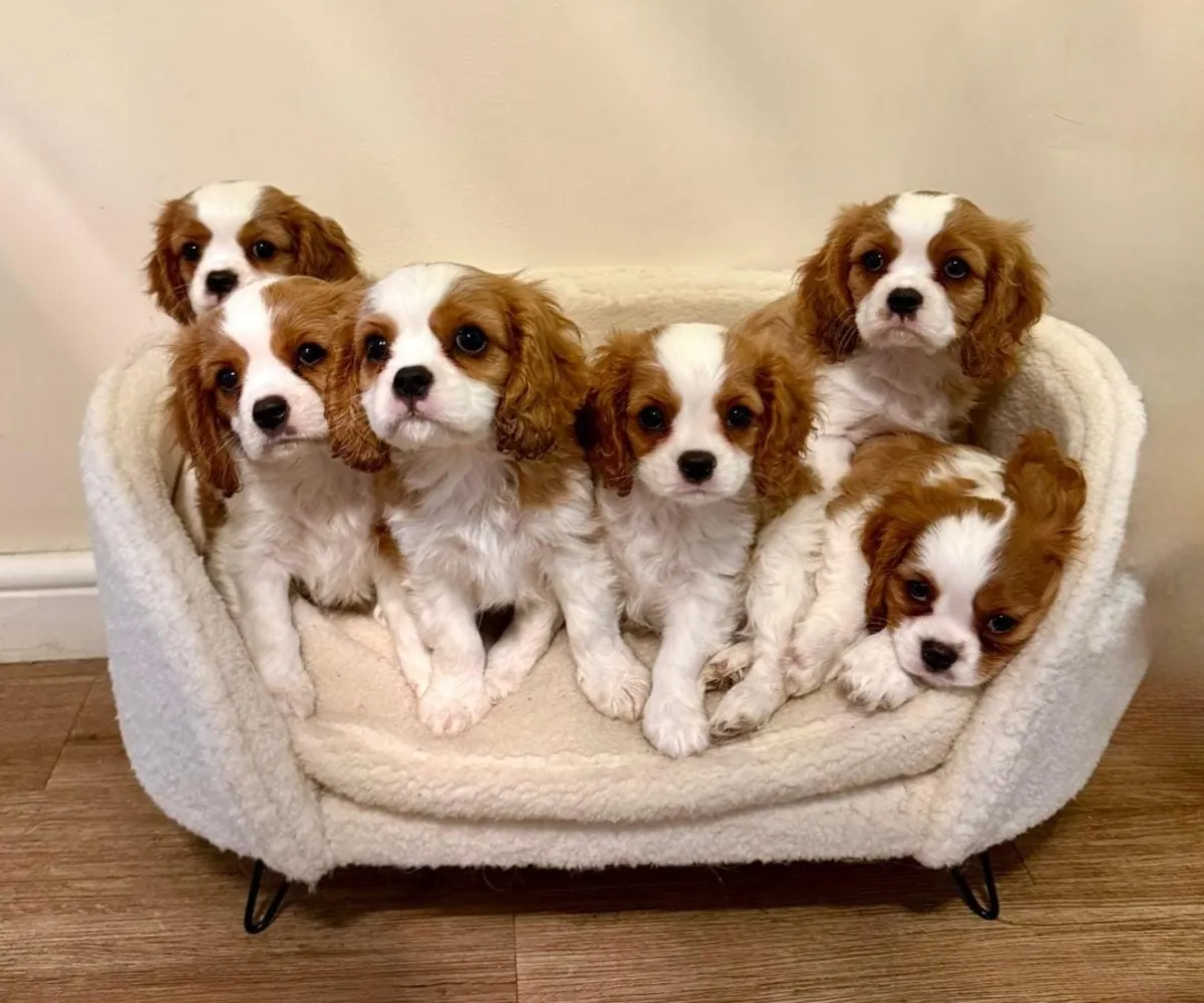 Chiots Cavalier King Charles Spaniel mâles et femelles à offrir