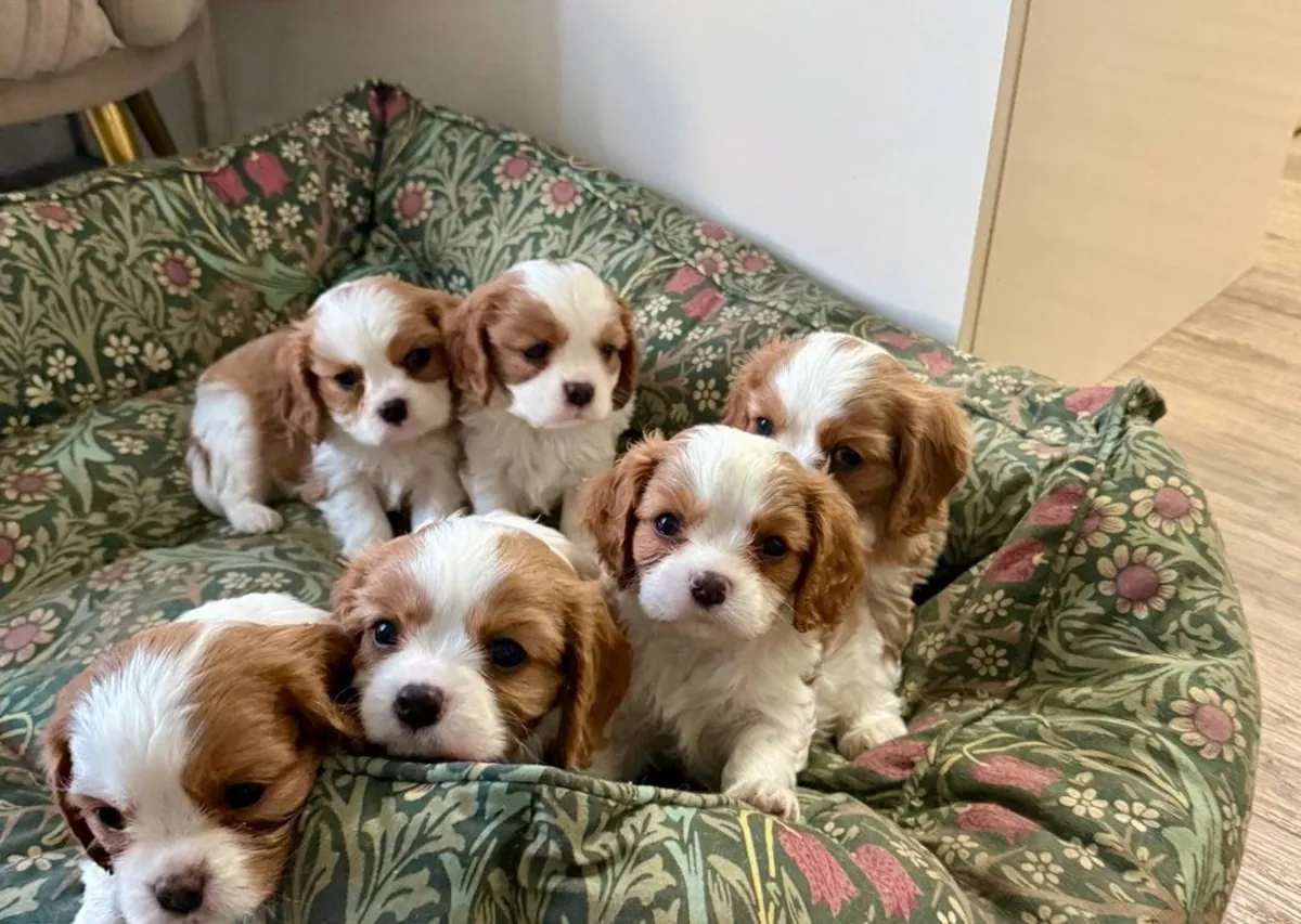 Chiots Cavalier King Charles Spaniel mâles et femelles à offrir
