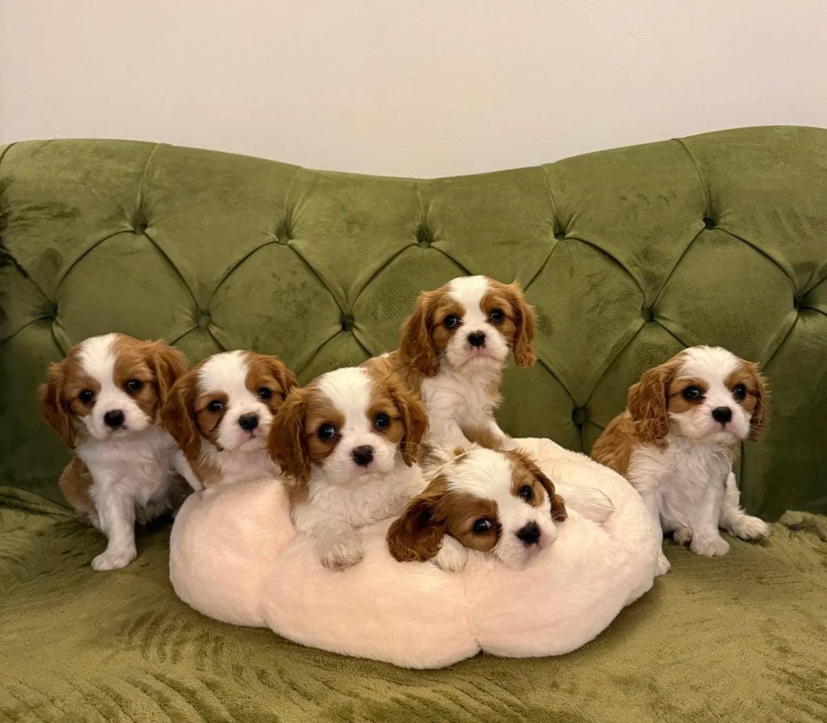 Chiots Cavalier King Charles Spaniel mâles et femelles à offrir