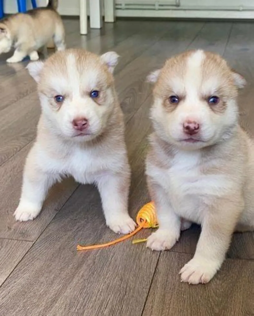 Cachorros de husky siberiano machos y hembras para regalar.