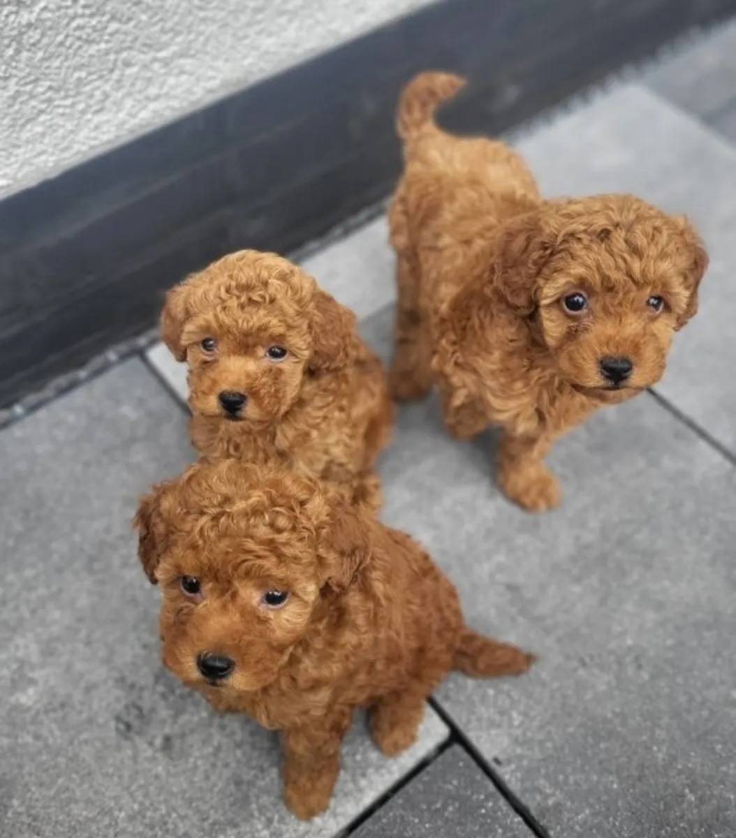 Offrez des chiots caniches