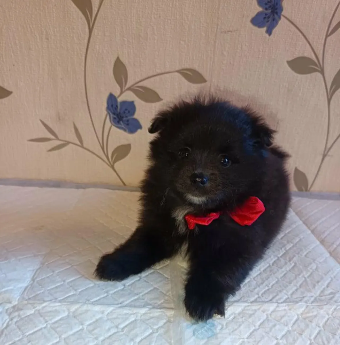 Chiots Poméraniens mâles et femelles à offrir