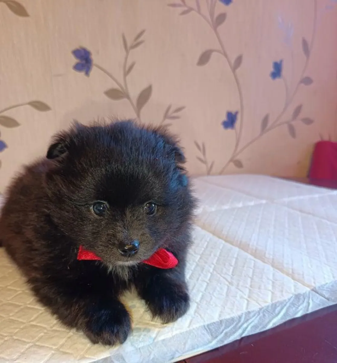 Chiots Poméraniens mâles et femelles à offrir