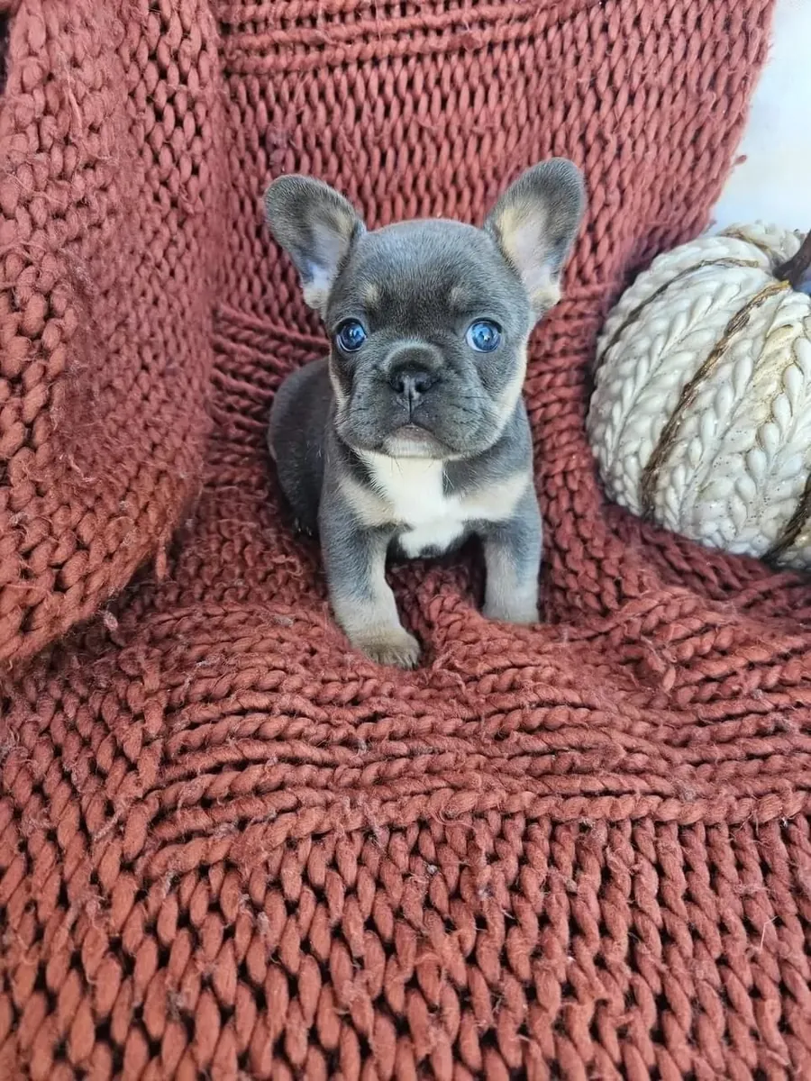 Chiots Bouledogue Français mâles et femelles à offrir