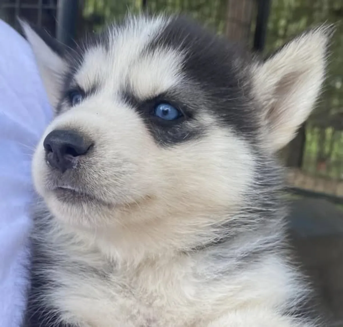 Magnifiques chiots Husky de Sibérie