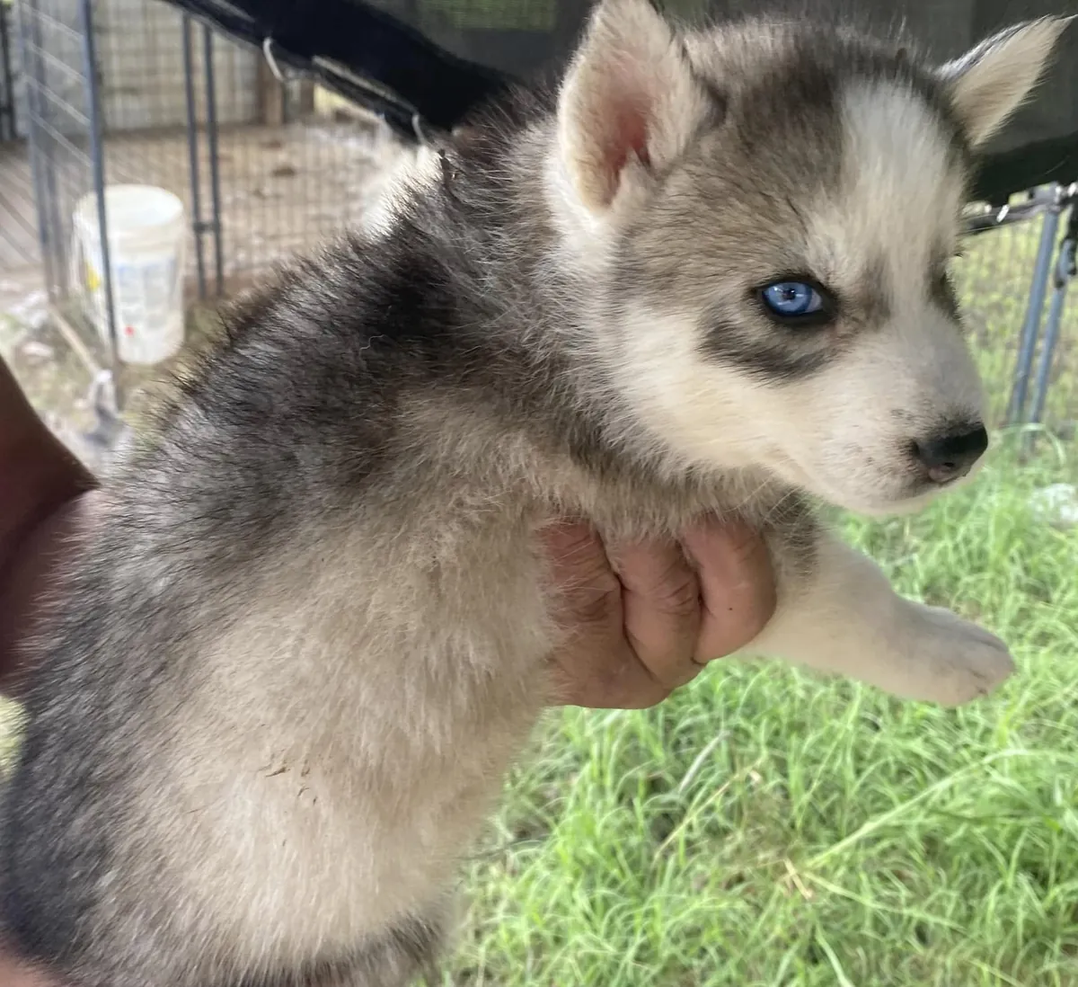 Magnifiques chiots Husky de Sibérie