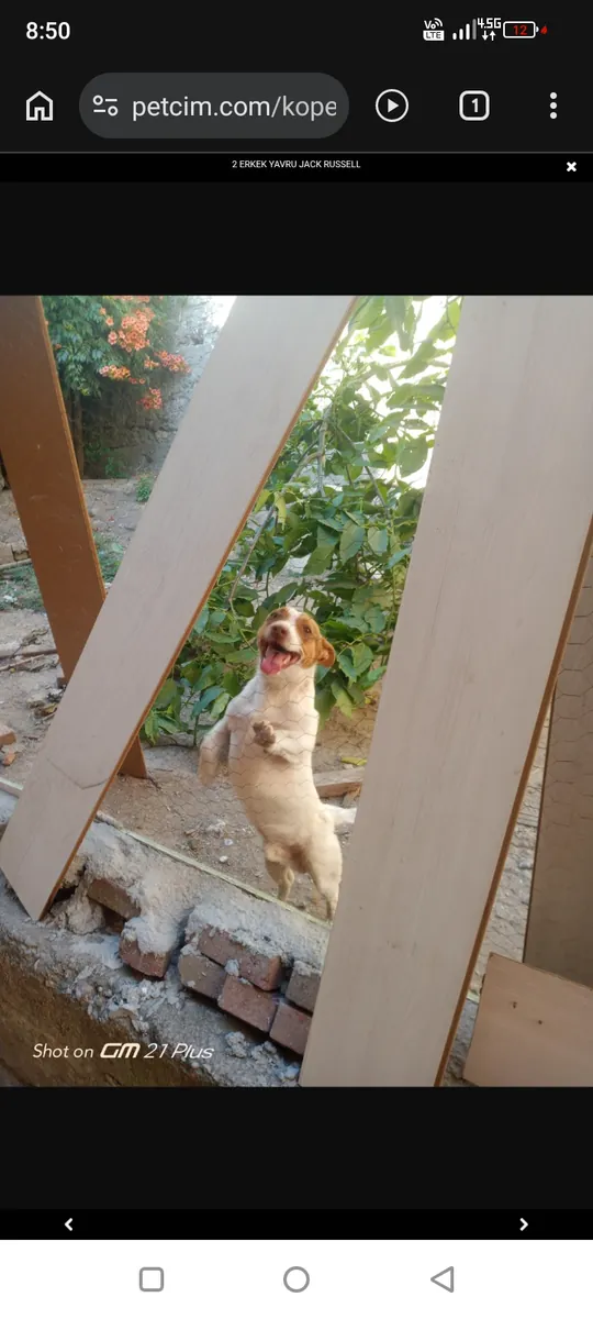 Dernier chiot mâle disponible, de race pure Jack Russell.