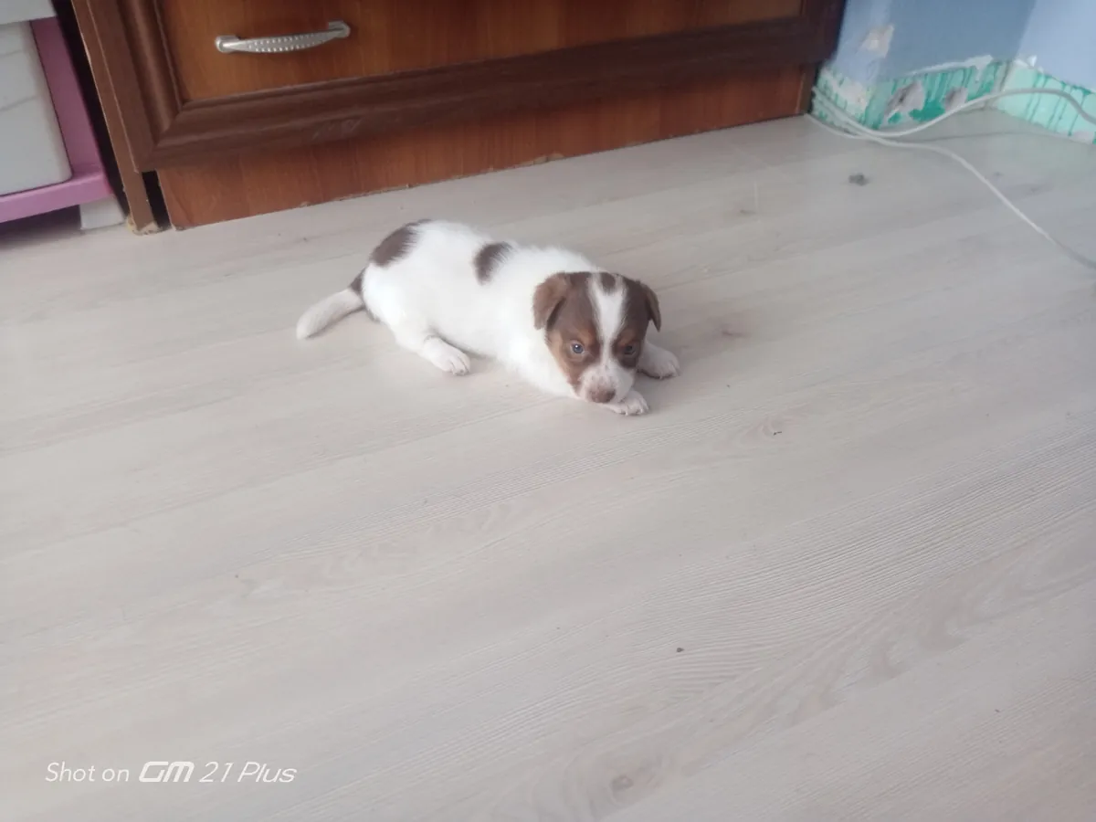 Dernier chiot mâle disponible, de race pure Jack Russell.