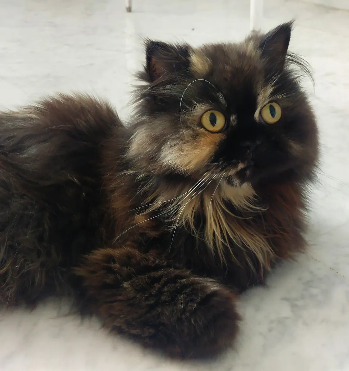 Cadeau Gata PERDU