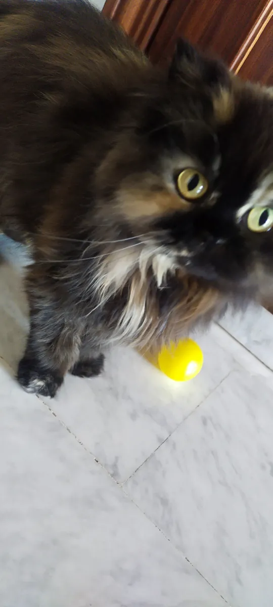 Cadeau Gata PERDU