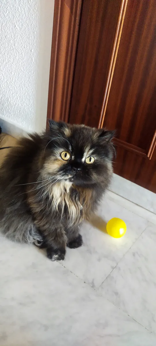 Cadeau Gata PERDU