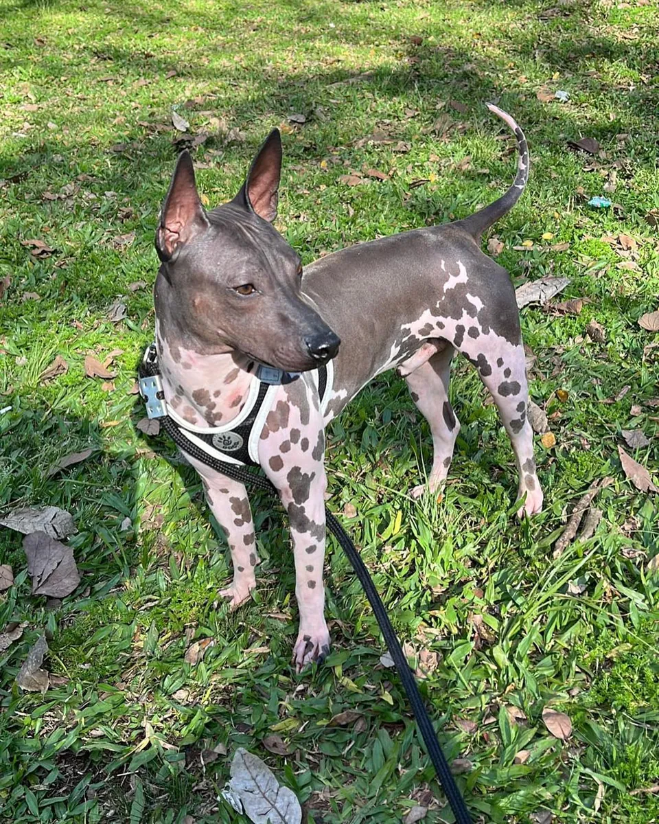 Un alegre terrier americano sin pelo busca un hogar en Bielefeld.