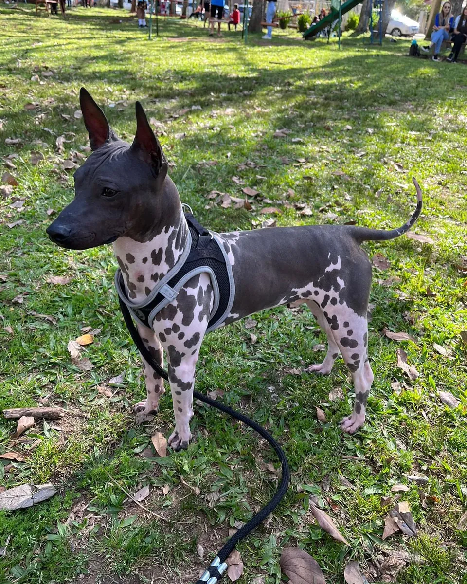 Un alegre terrier americano sin pelo busca un hogar en Bielefeld.