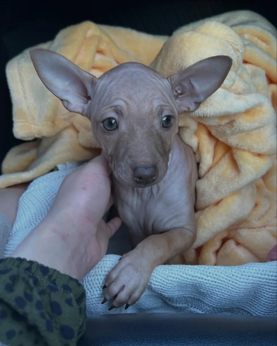 Un perro muy especial busca gente muy especial en Bonn.