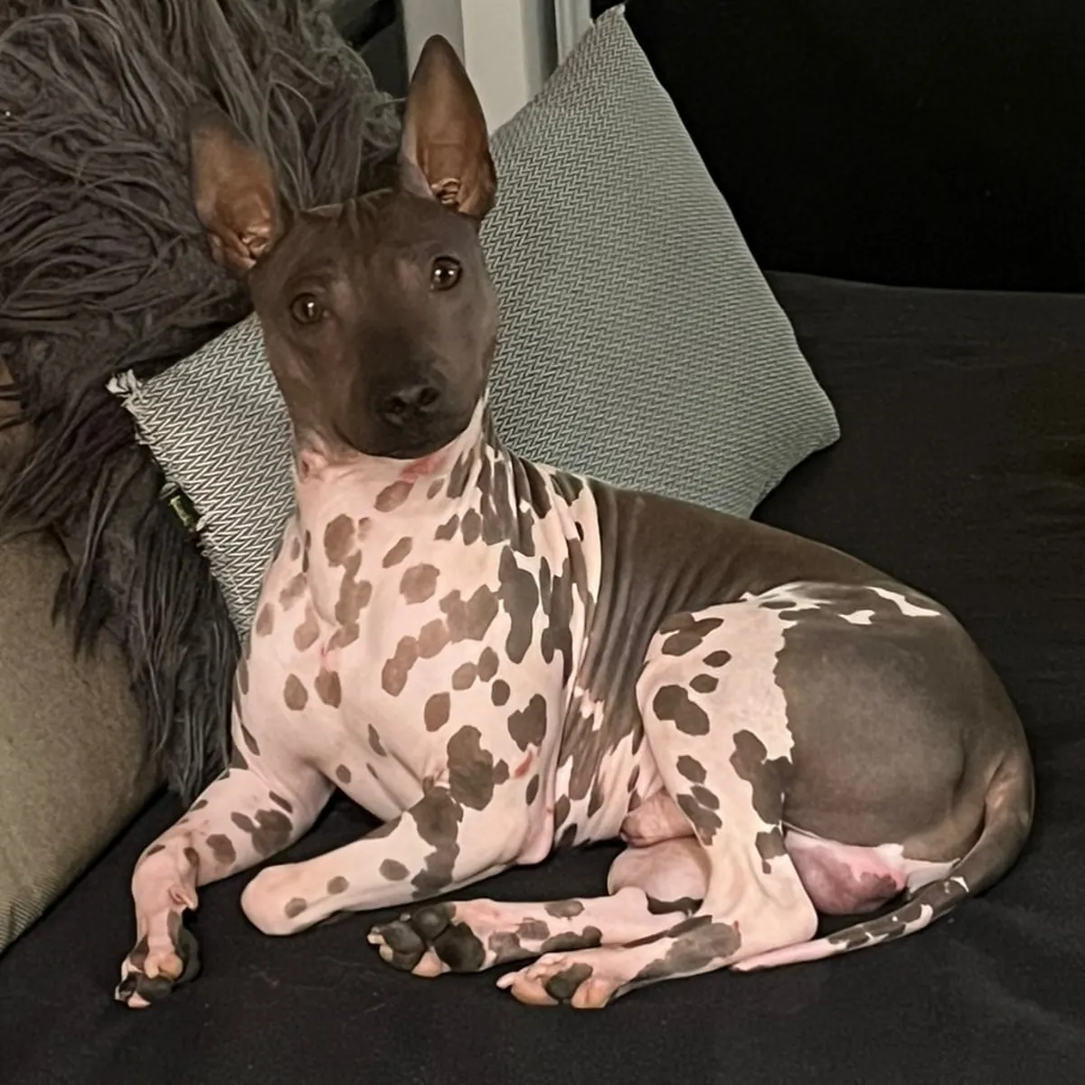 Un terrier nu américain attend une famille aimante à Cottbus.