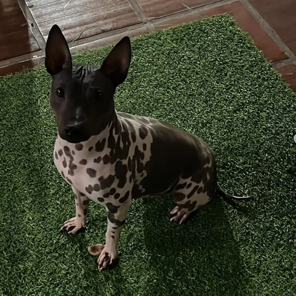 Un terrier nu américain attend une famille aimante à Cottbus.