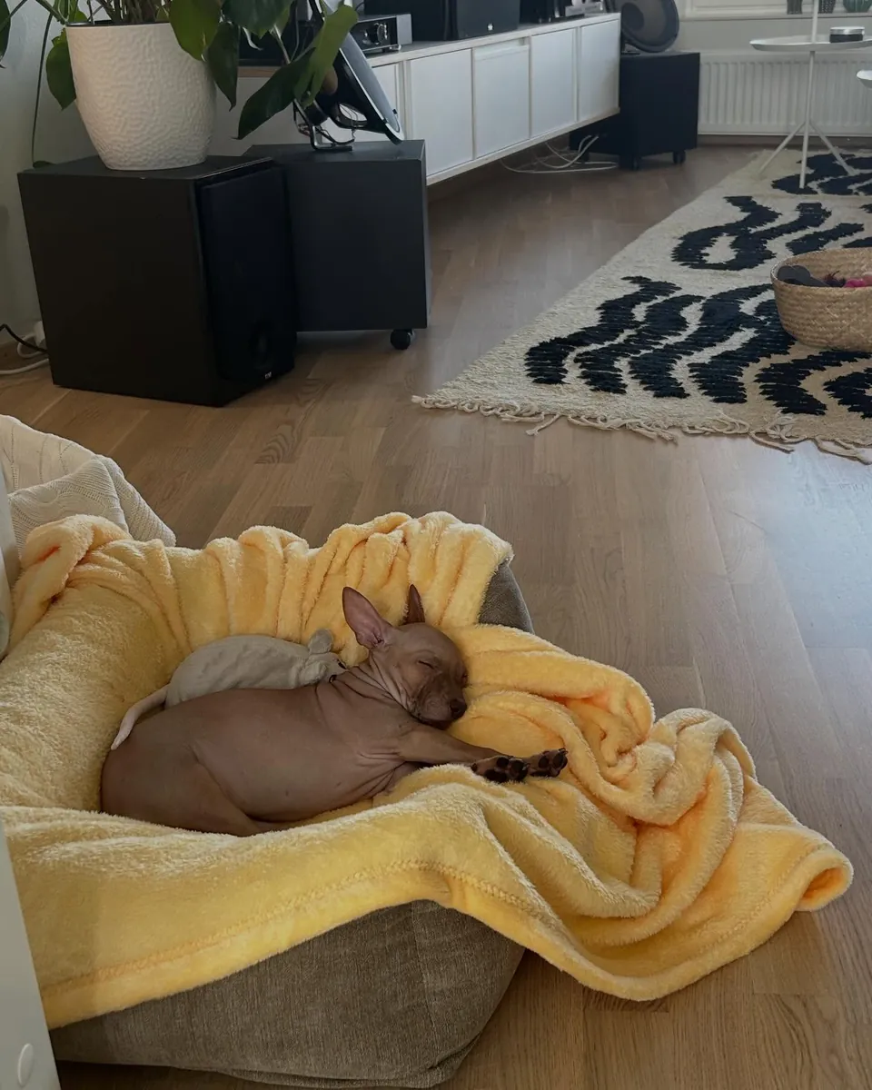 Un terrier americano sin pelo busca un hogar en Darmstadt.