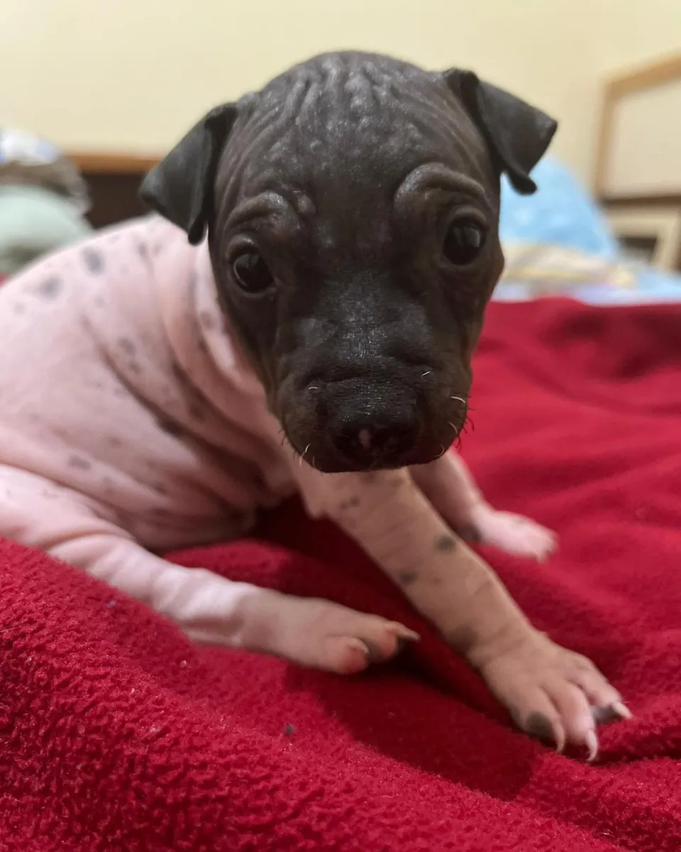 Un terrier americano sin pelo espera en Leipzig.