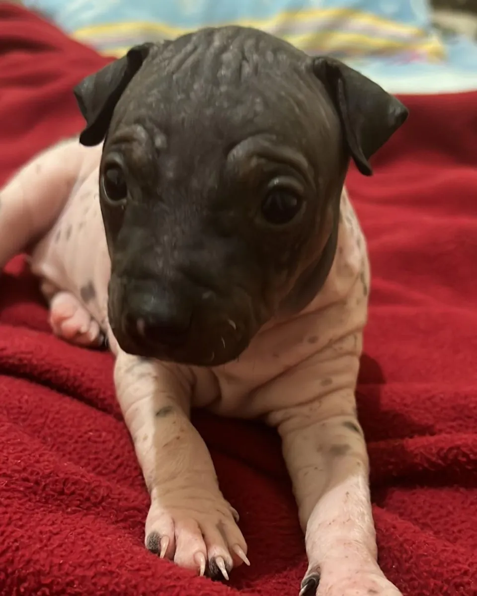 Un terrier americano sin pelo espera en Leipzig.