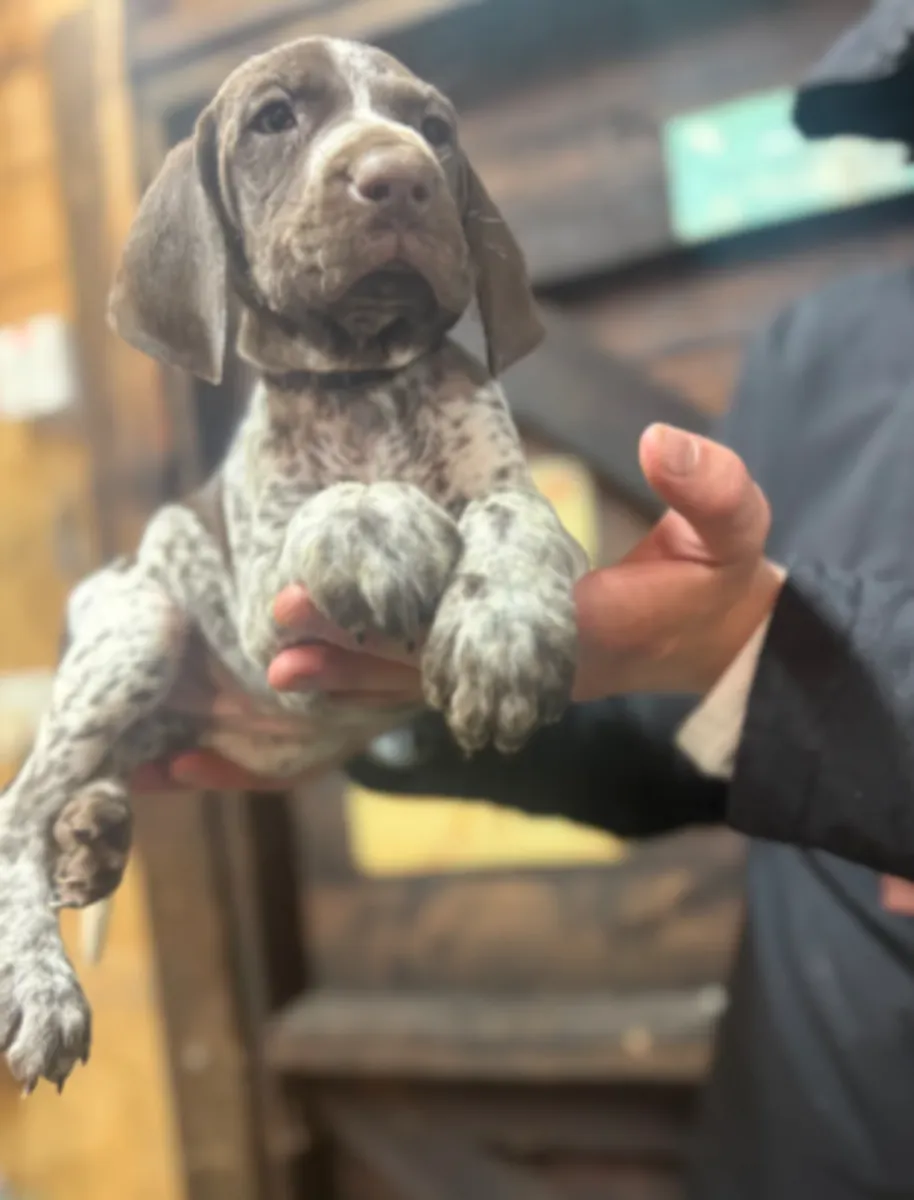 ❤️ En Barcelona, un maravilloso Braco Alemán espera una familia responsable