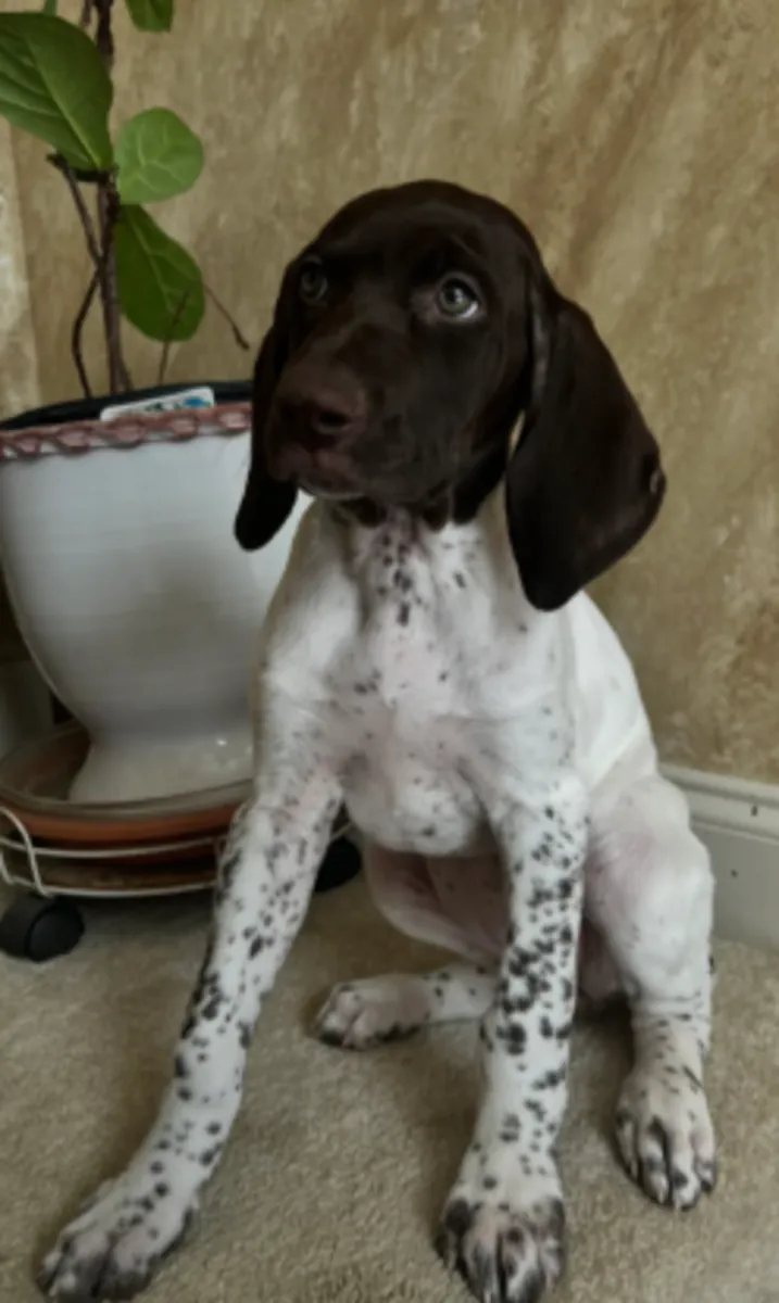 一只健康、性格友善的德国短毛指示犬在塞维利亚等着你，准备与你分享难忘的时刻。