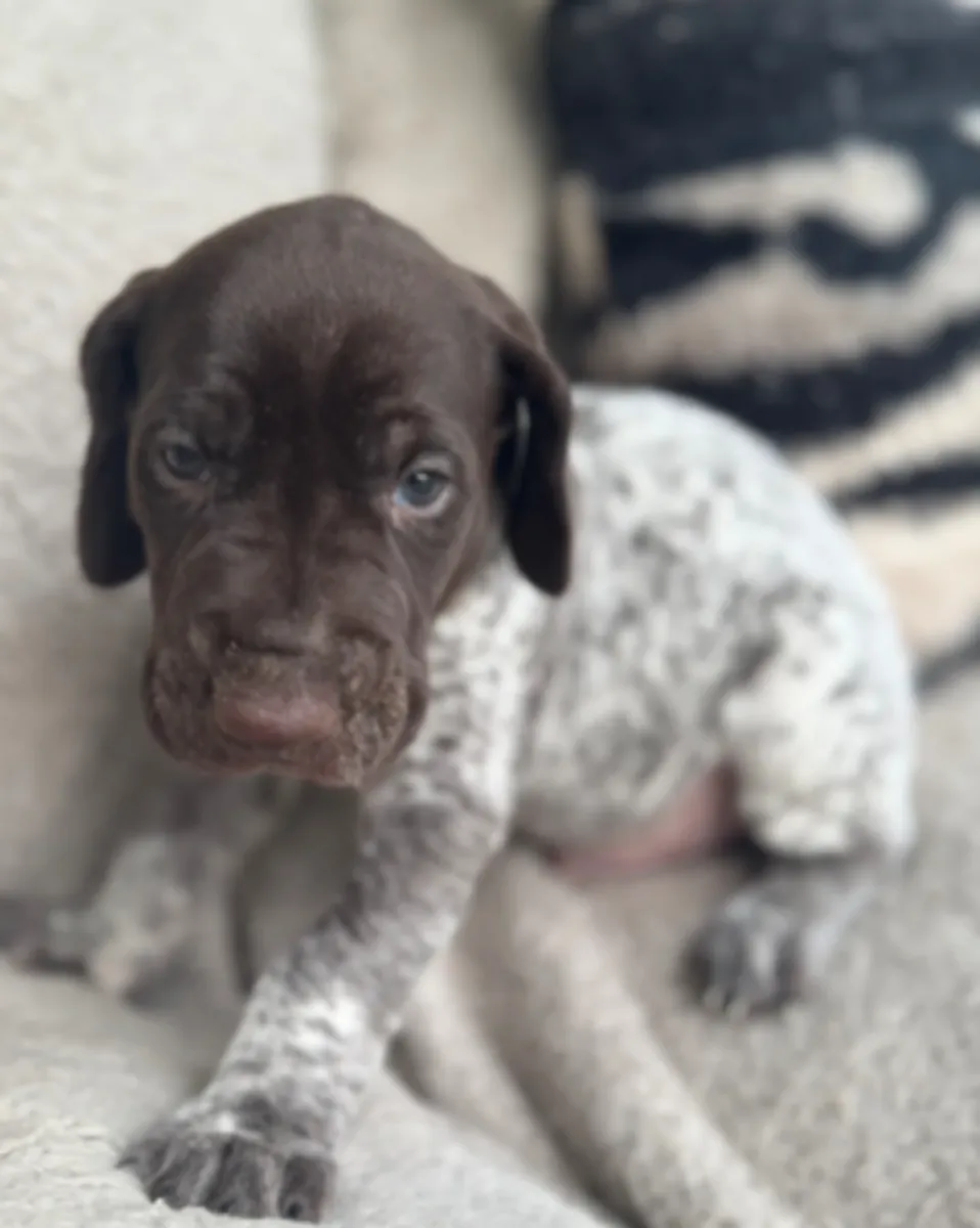 🐾 À Cordoue, un adorable Braque allemand à poil court attend une famille responsable. Accueillez-le dans votre famille !