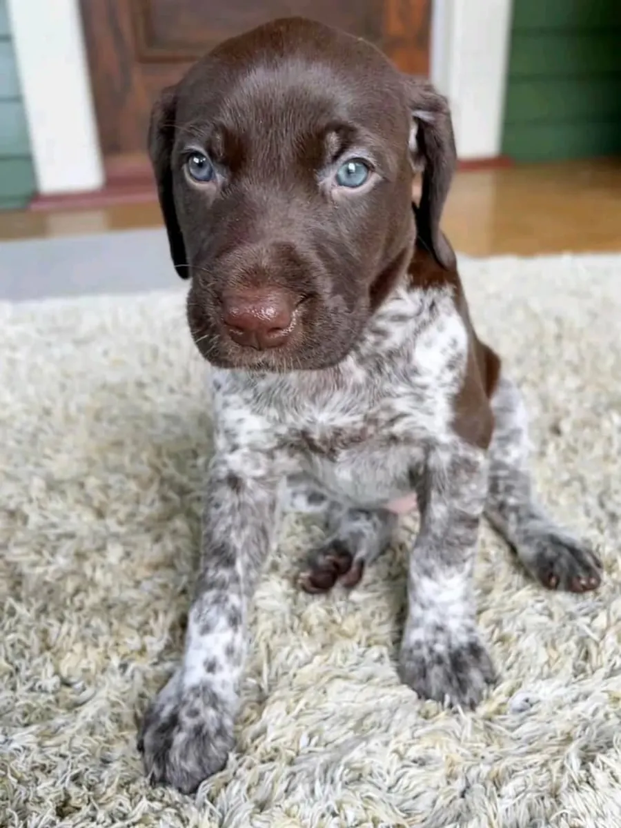 🏡 在拉科鲁尼亚，一只德国短毛指示犬正在寻找一个能给予它应有的爱和关怀的家。📧 联系方式