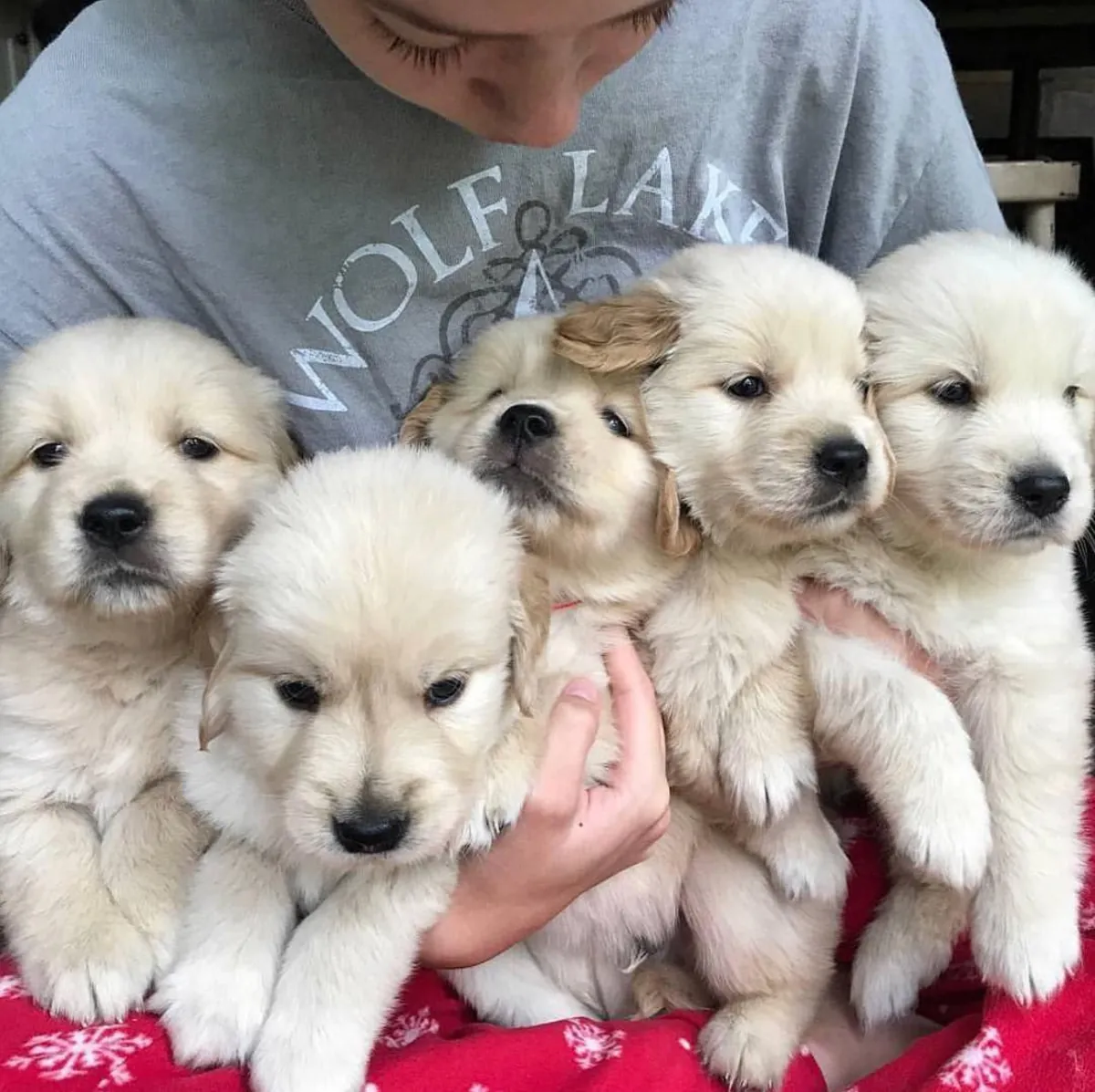 Zürih'te bir Golden Retriever mı arıyorsunuz? Yeni sadık dostunuz sevgi dolu bir yuva bekliyor.