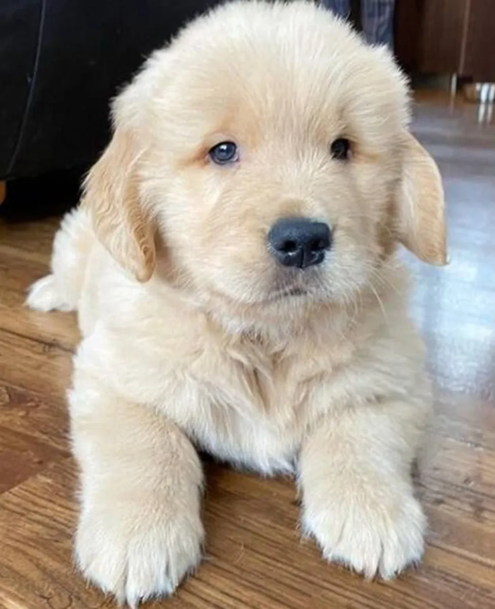 Un precioso Golden Retriever espera a una familia responsable en Ginebra. ¡Dale un hogar lleno de amor!