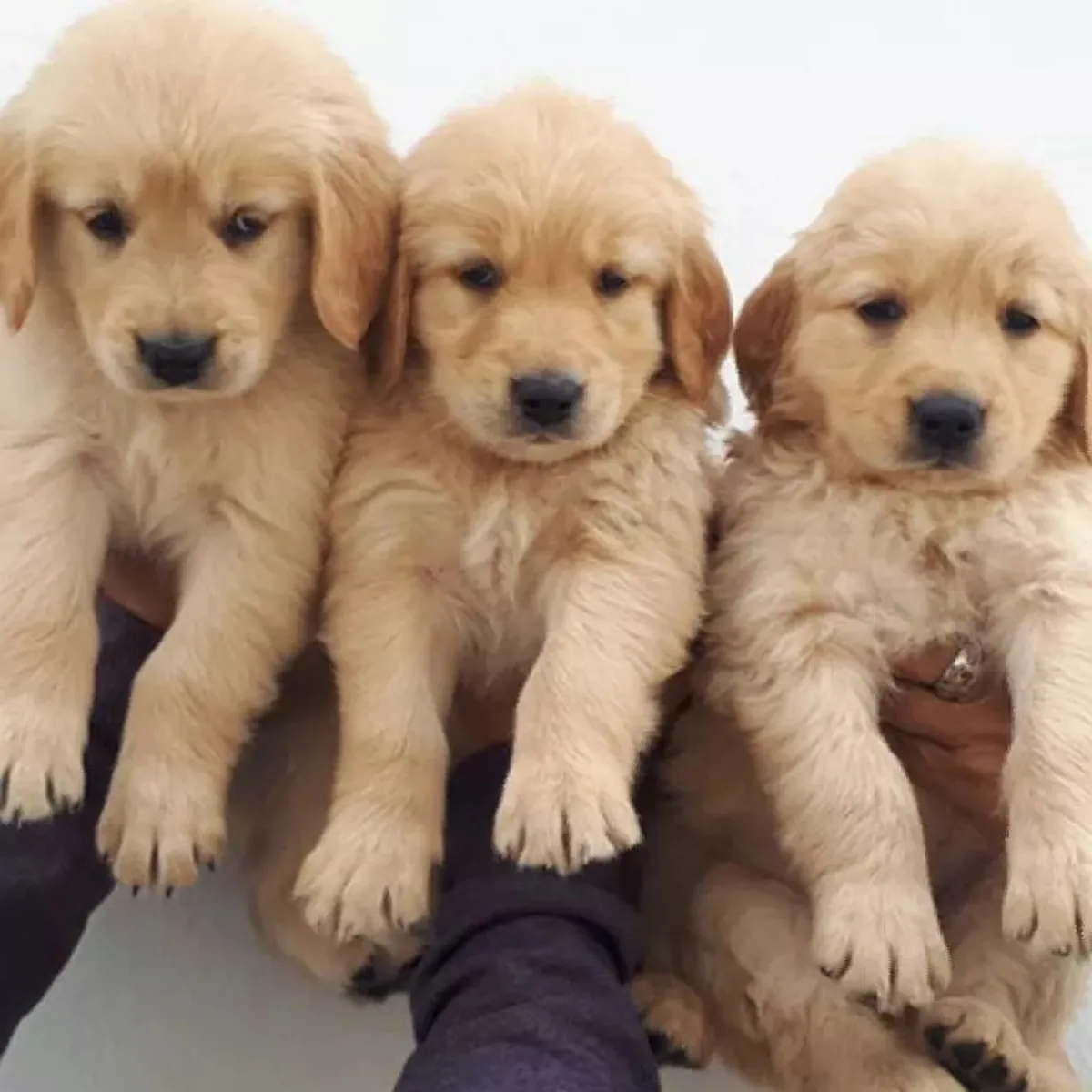 Un Golden Retriever sano y cariñoso busca una familia para siempre en Basilea. ¡No te lo pierdas!