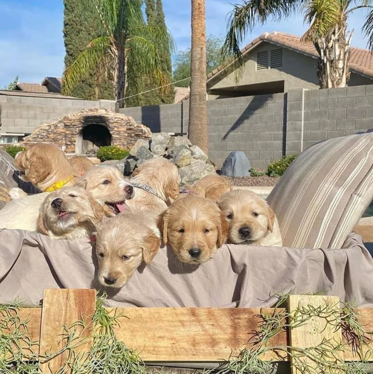 🐾 Un gentil Golden Retriever attend à Berne des personnes qui lui offriront amour et sécurité.