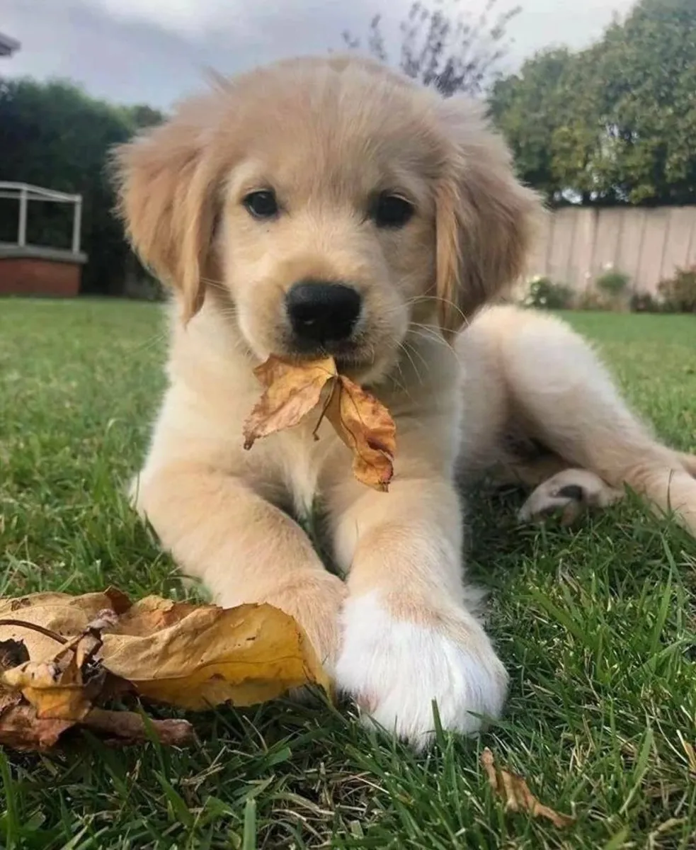 🐾 Un gentil Golden Retriever attend à Berne des personnes qui lui offriront amour et sécurité.