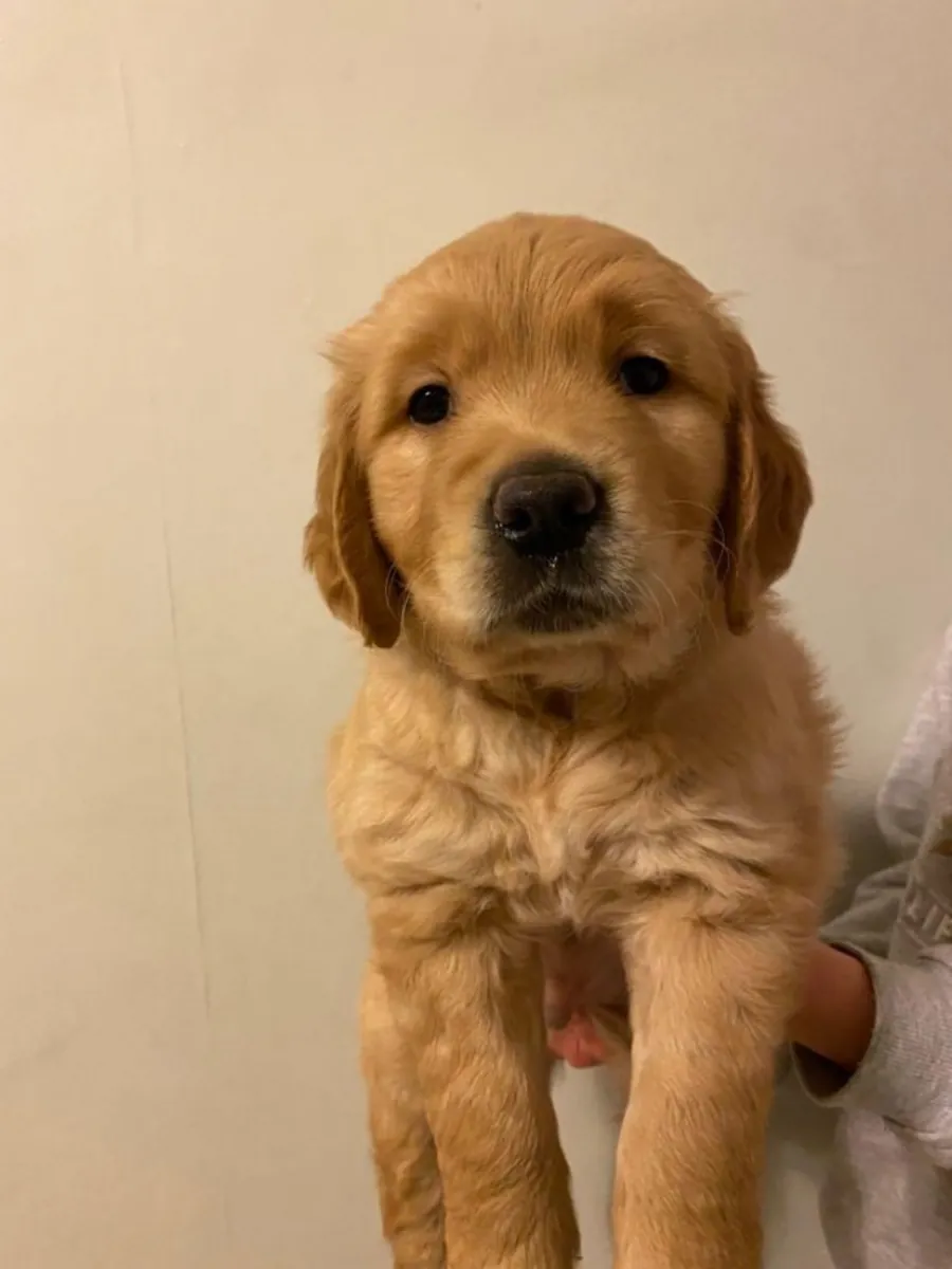 🌟 En Winterthur, un Golden Retriever juguetón y leal busca un hogar permanente y lleno de amor.