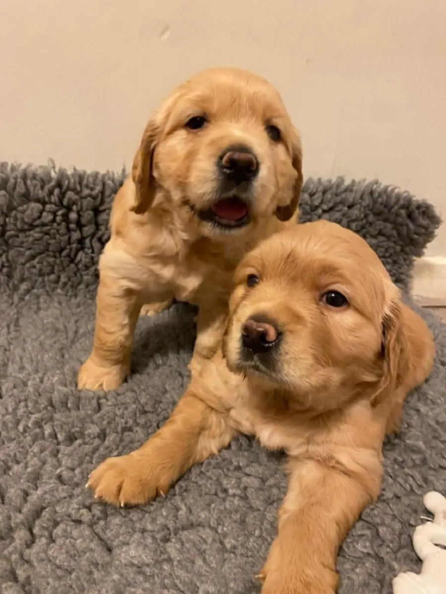 🌟 En Winterthur, un Golden Retriever juguetón y leal busca un hogar permanente y lleno de amor.