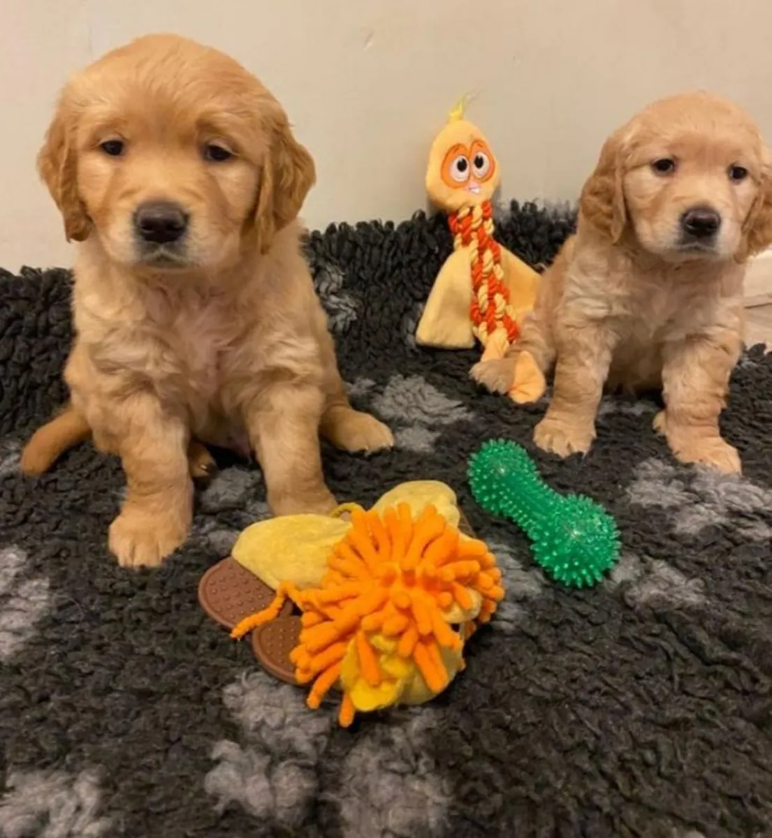🌟 En Winterthur, un Golden Retriever juguetón y leal busca un hogar permanente y lleno de amor.