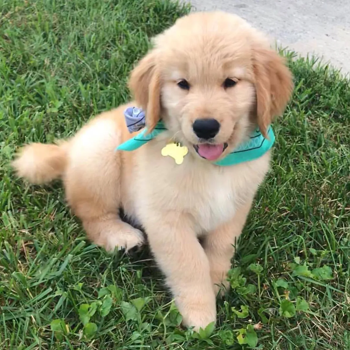 🐕 Un magnifique Golden Retriever attend une famille à Saint-Gall.