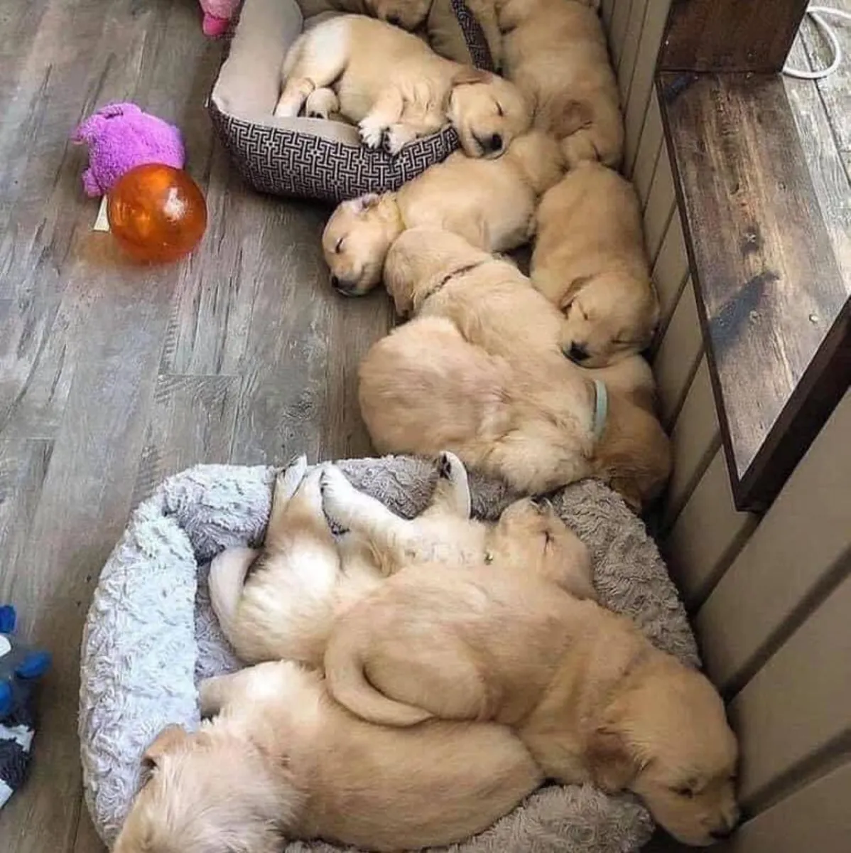 🌿 Yeni dört ayaklı dostunuz Lugano'da sizi bekliyor. Sevgi dolu bir Golden Retriever sahiplenin.