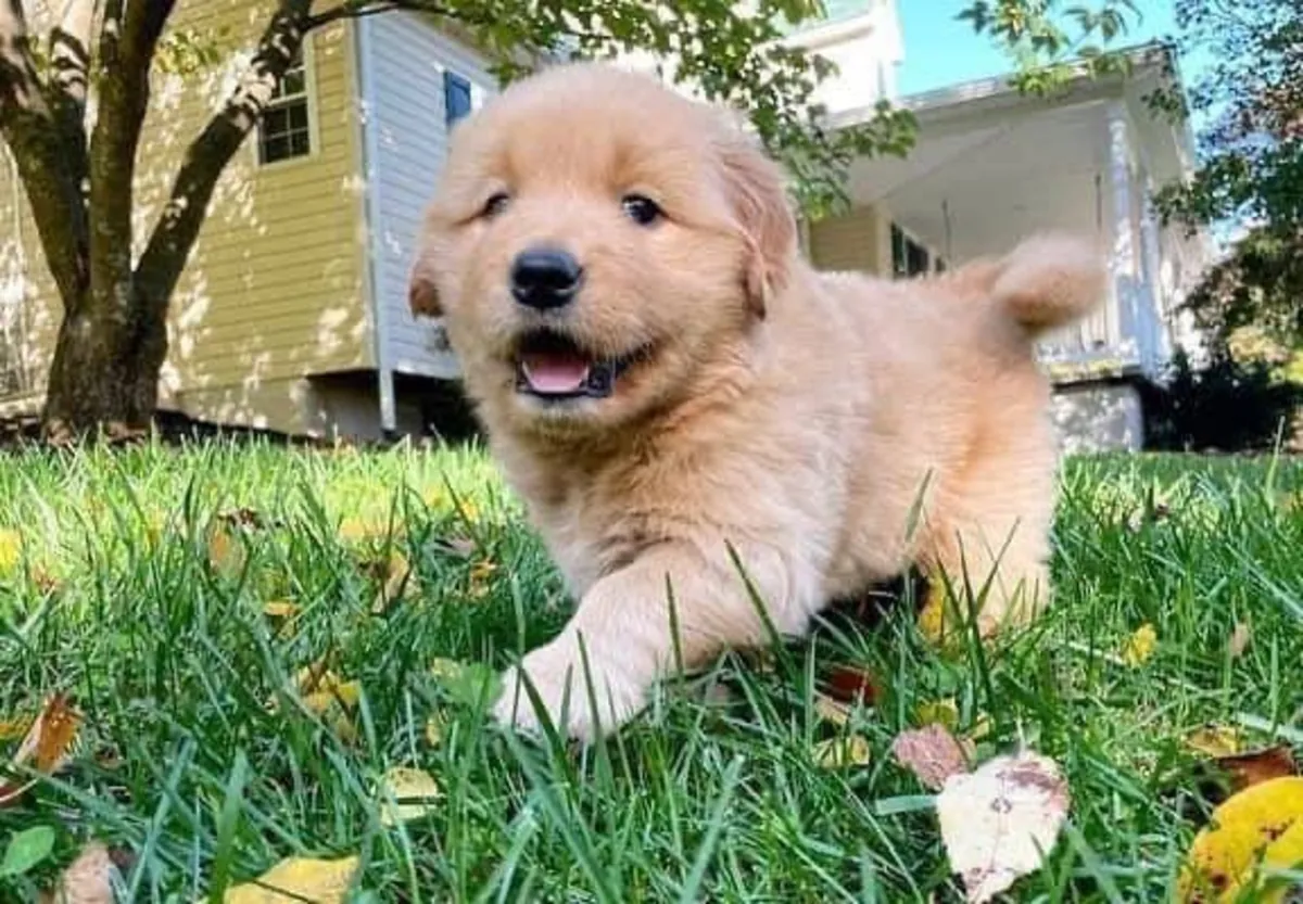 🐾 Un adorable Golden Retriever attend sa nouvelle famille à Bienne.